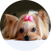 Dog accessories